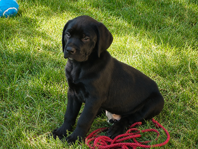 Rottweiler / German Shorthaired Pointer puppies