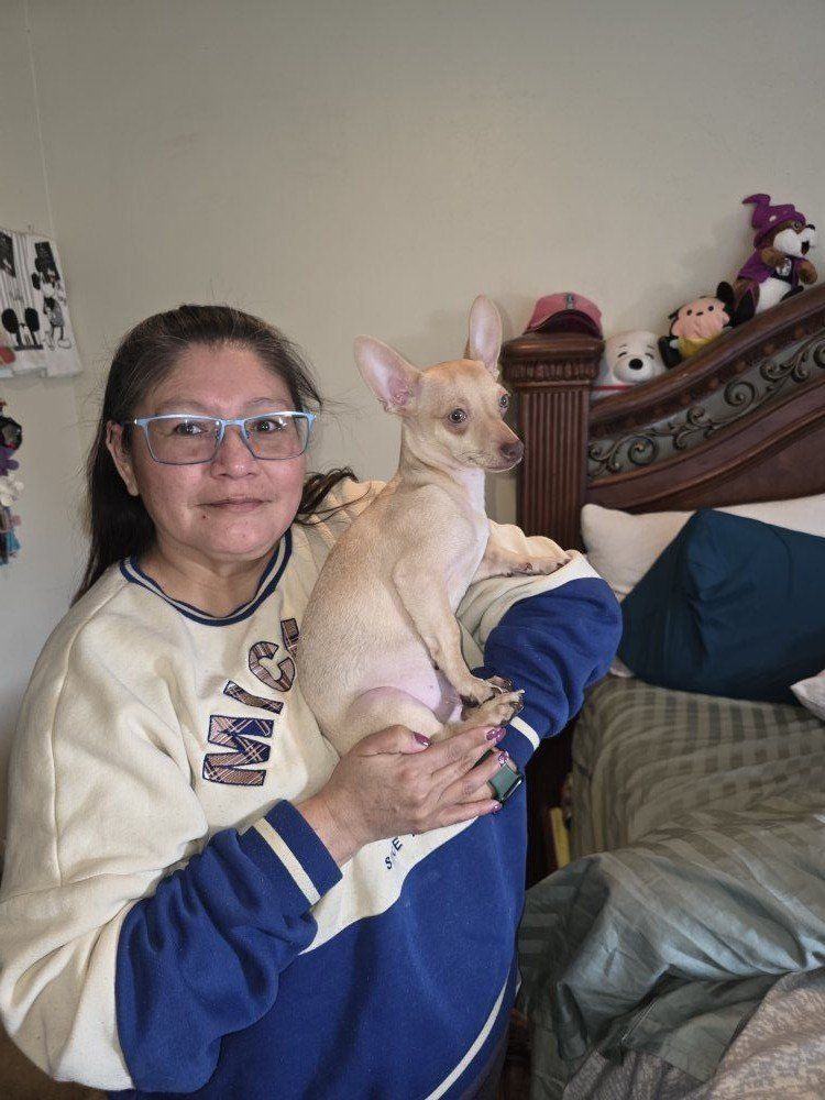 6 month old Chihuahua