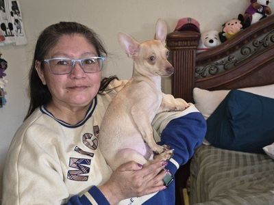 6 month old Chihuahua