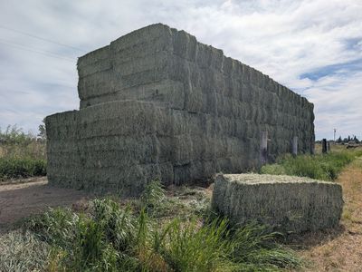 Grass Hay