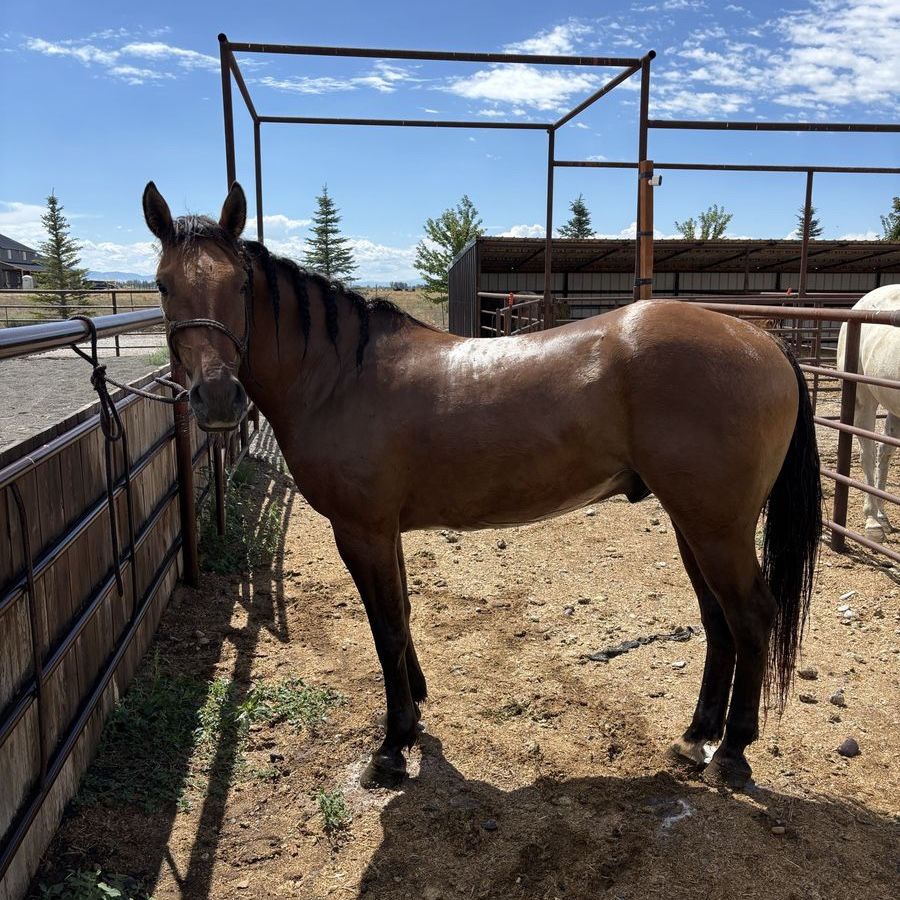 6yr old 1/4 draft gelding