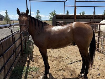 6yr old 1/4 draft gelding