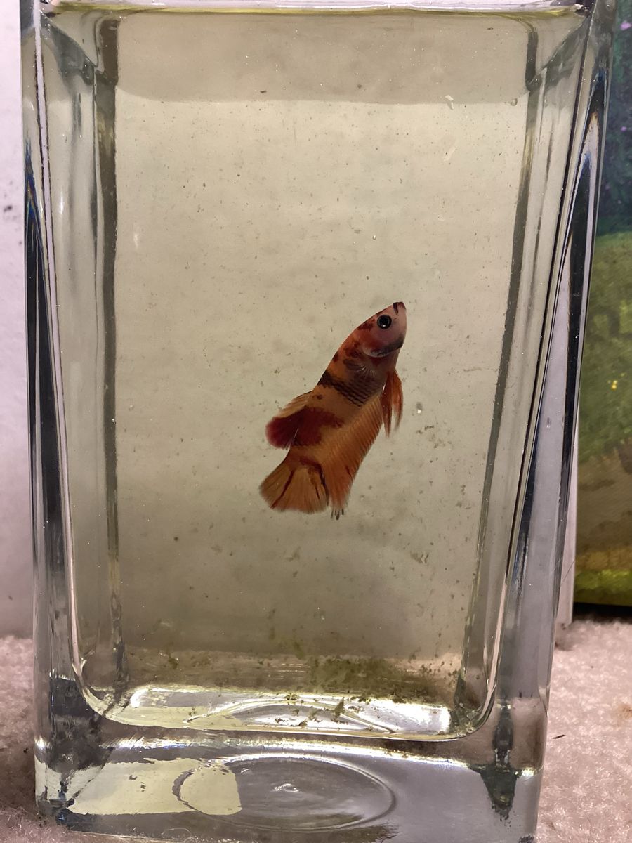 Male koi betta