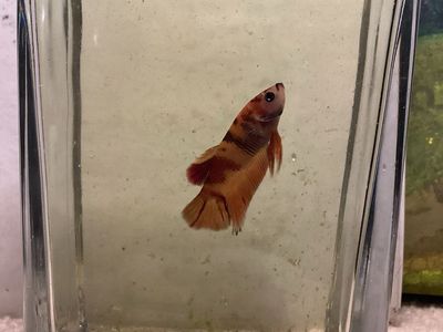 Male koi betta