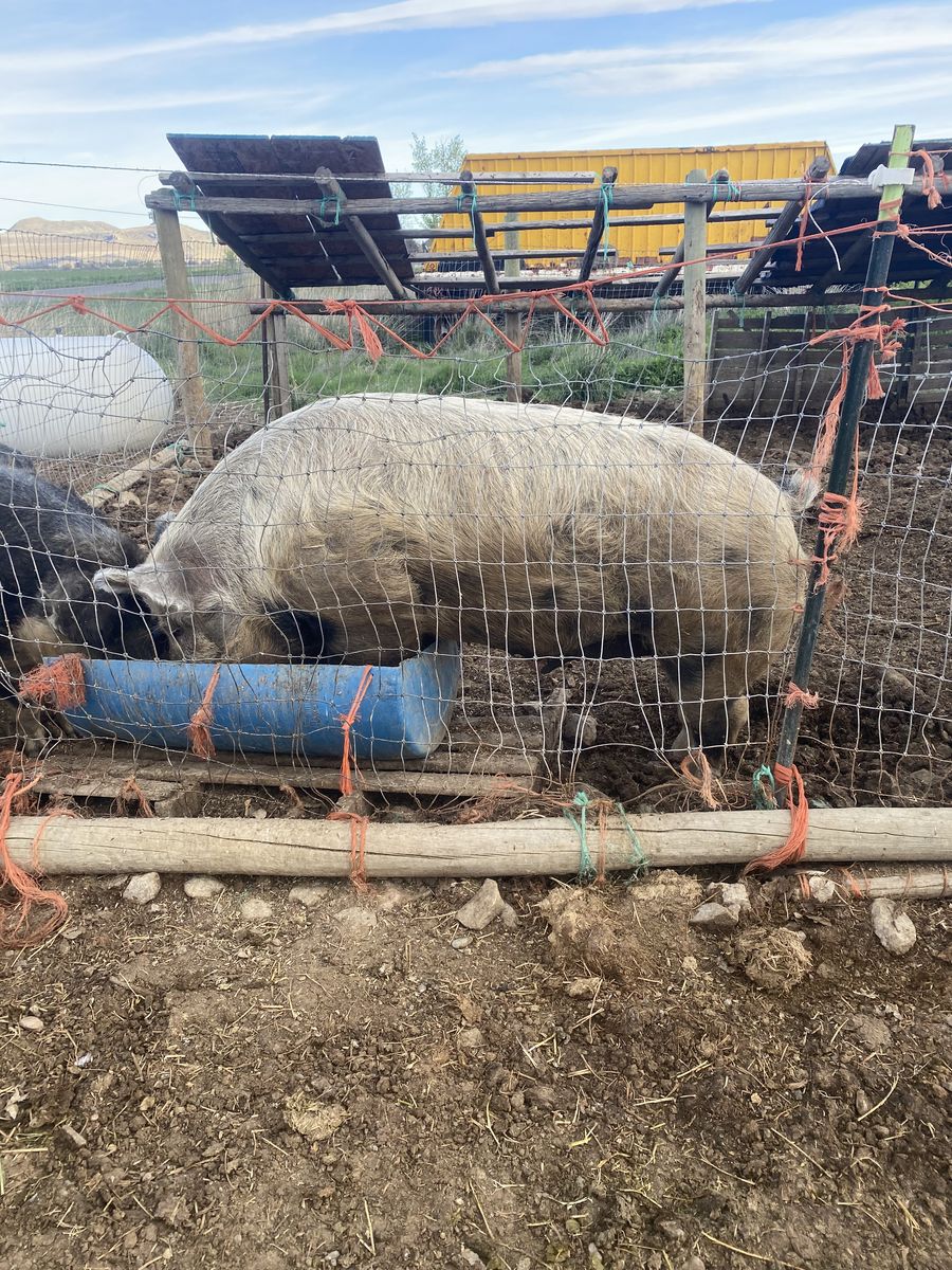Boar and sow pigs for sale.