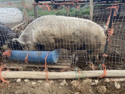 Boar and sow pigs for sale.