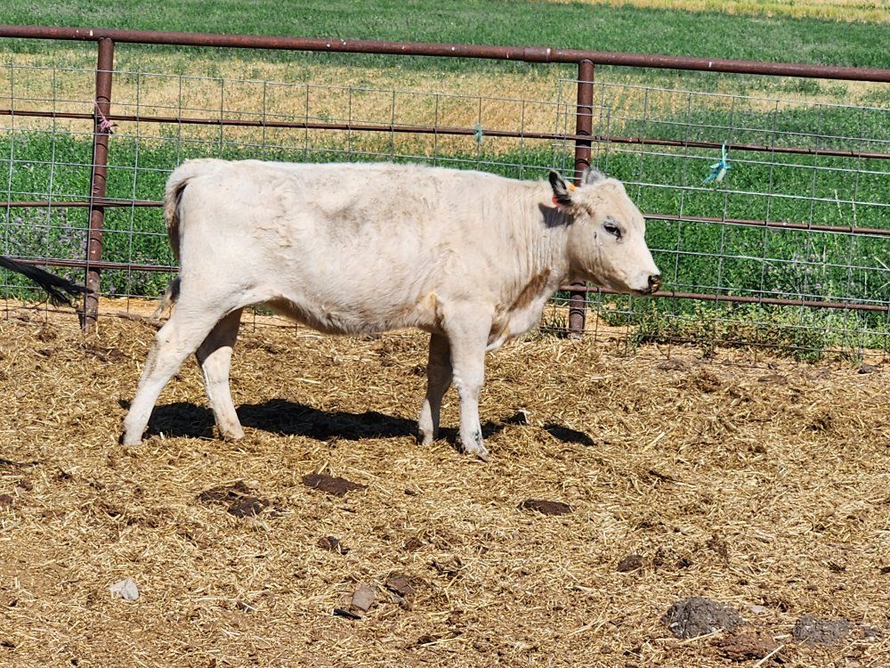 Exposed British White Heifer