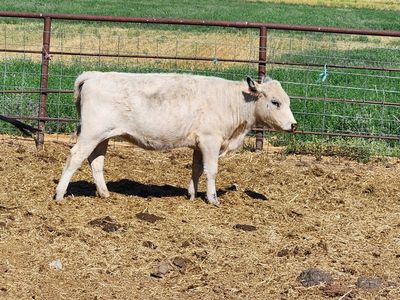 Exposed British White Heifer