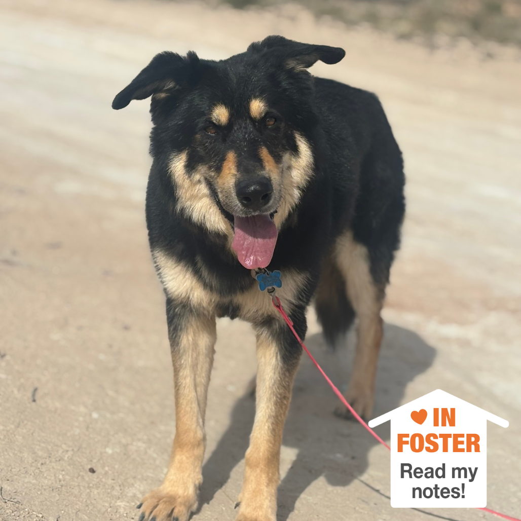 Hello my name is Gruyere