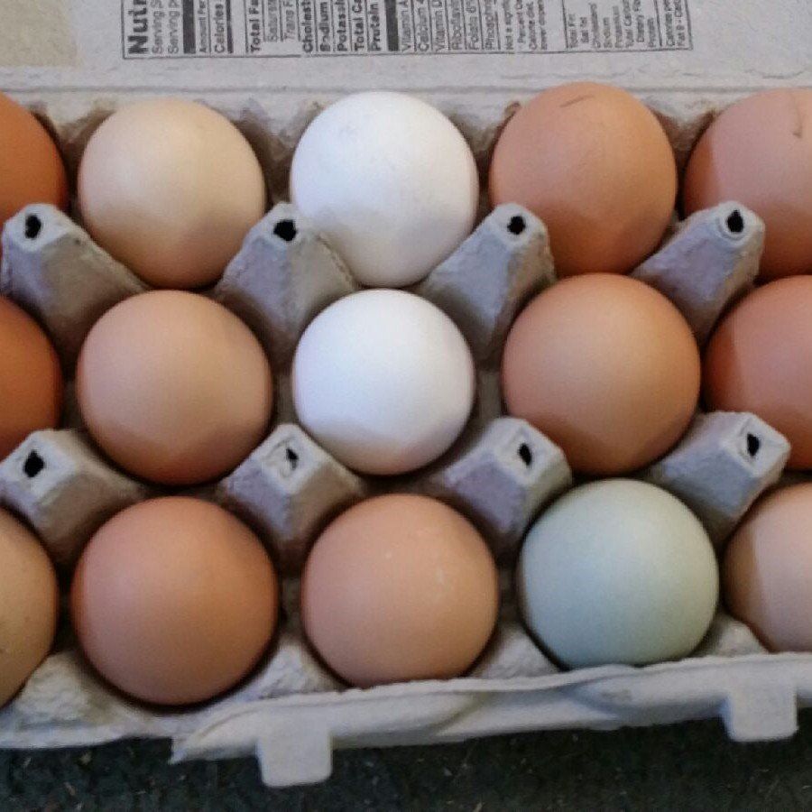 Farm fresh eggs