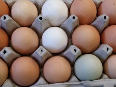 Farm fresh eggs