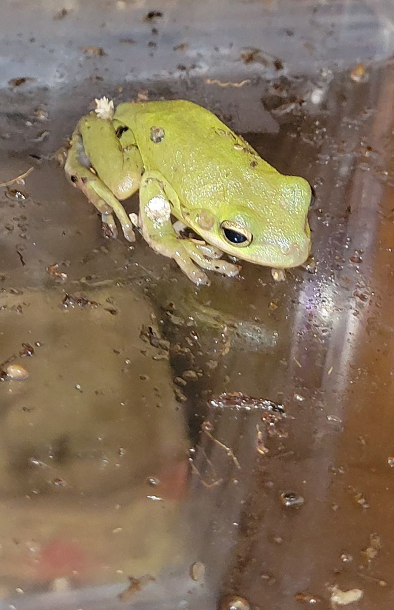 Adorable Green Tree Frog