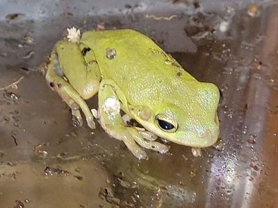 Adorable Green Tree Frog