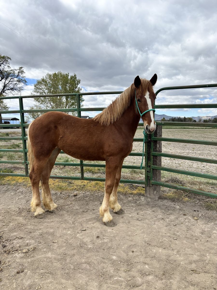 Belgian draft yearling