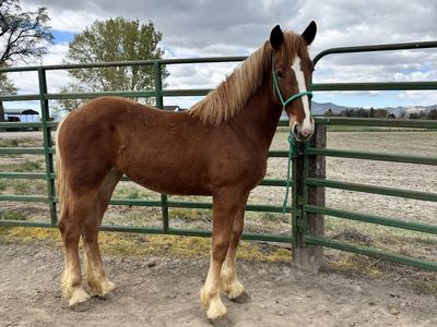 Belgian draft yearling