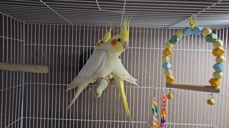 Male and Female Lutino Cockatiels (Breeding Pair)