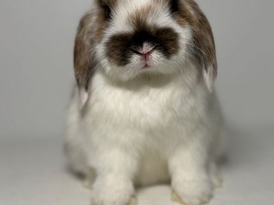 Jr Holland Lops