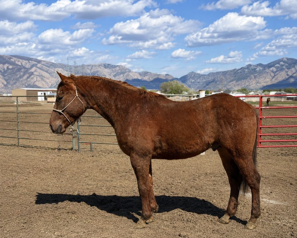 PC Redwood Manny X Smart Lil Ricochet
