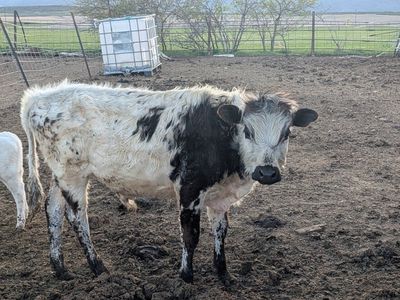 Polled Dexter Galloway Holstein yearling Bull calf