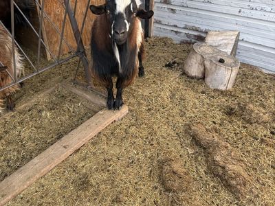 Frainting Goat Stud Service
