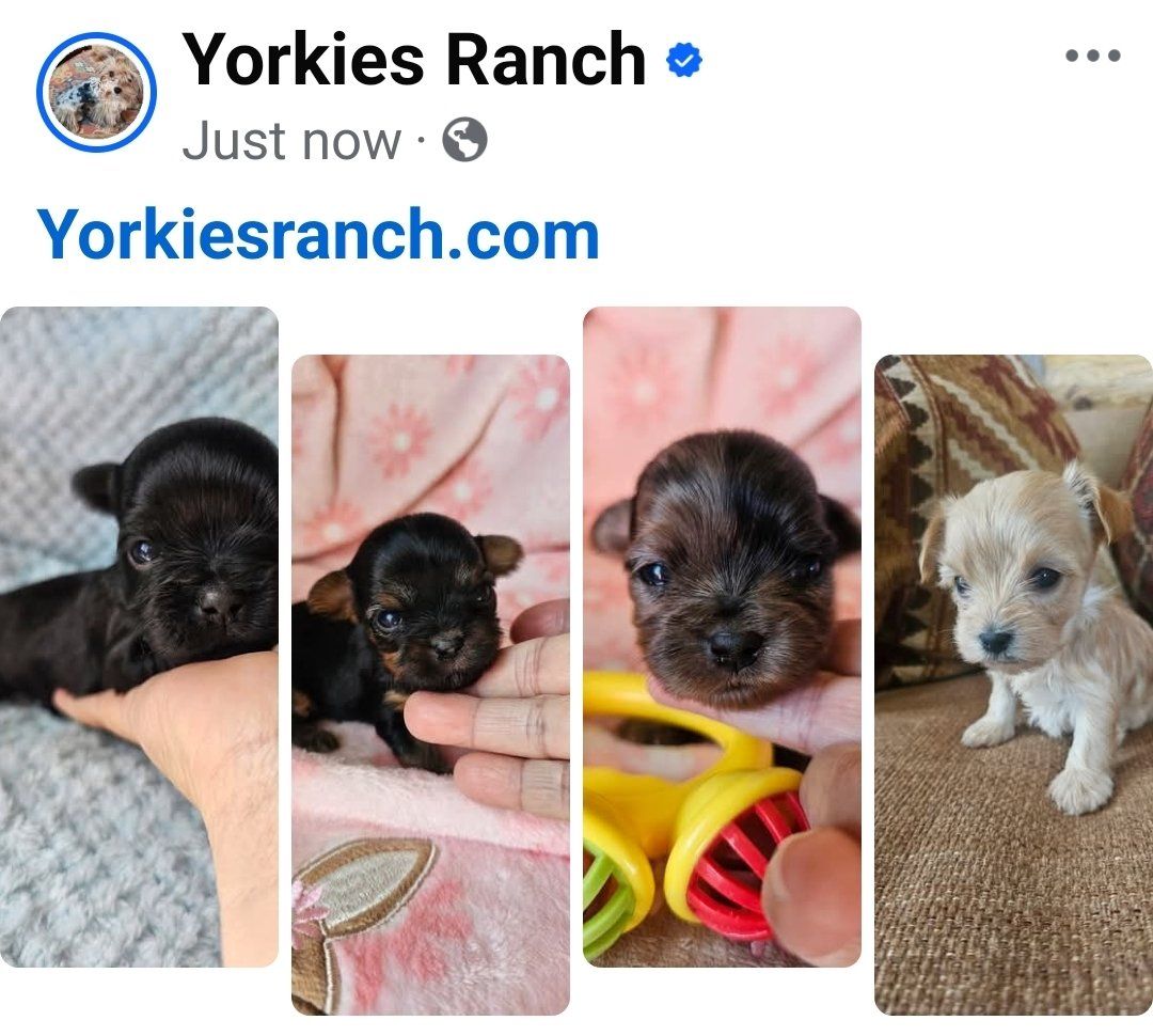 Yorkies, Yorkie Puppies • Health Guarantee.