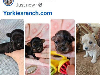 Yorkies, Yorkie Puppies • Health Guarantee.
