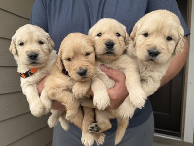 Golden Retriever Puppies – Ready July 26th