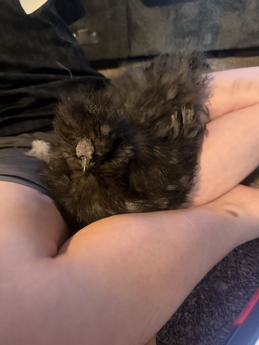 Silkie rooster