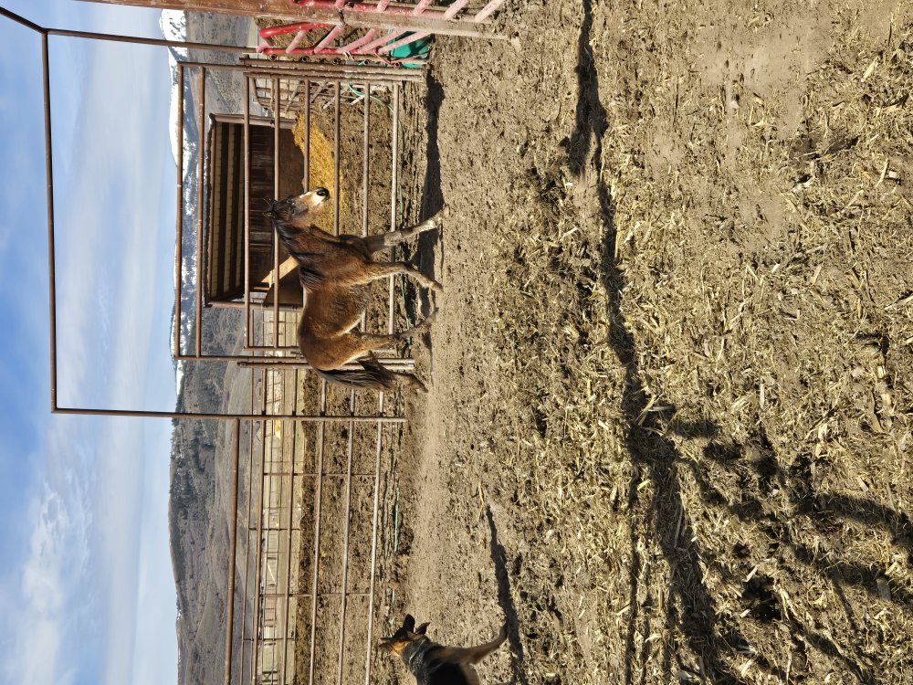 stud colts and fillys