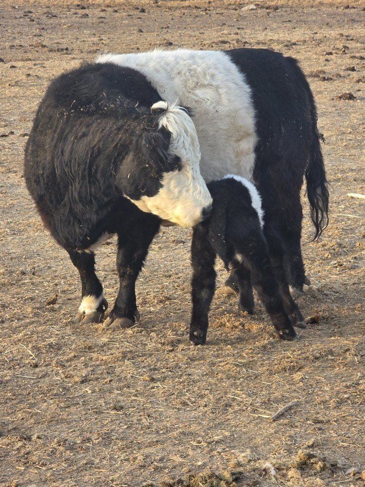 miniature cow calf pairs