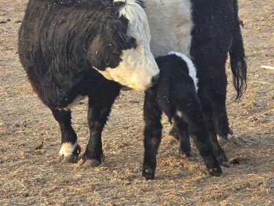 miniature cow calf pairs