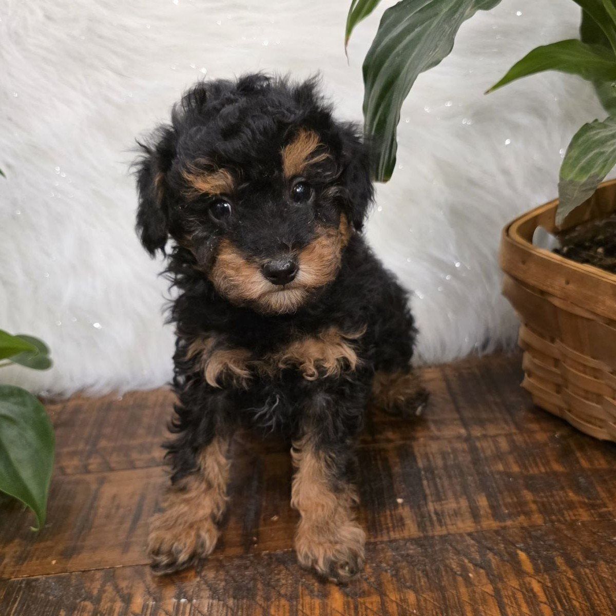 AKC Male Mini/Toy Poodle