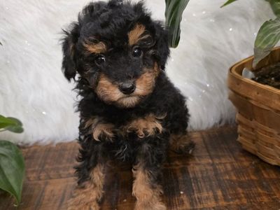 AKC Male Mini/Toy Poodle