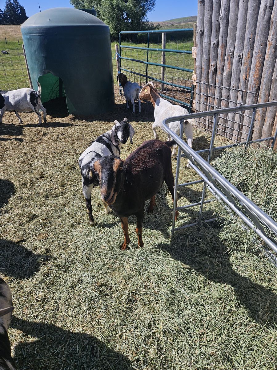 Boer goats.