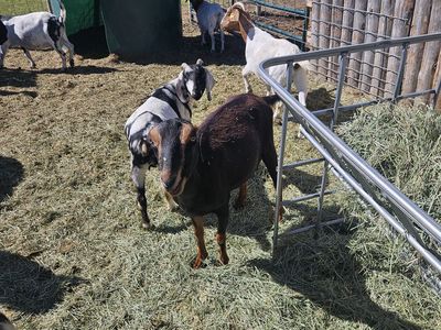 Boer goats.