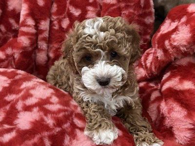 Adorable Cavapoo puppies