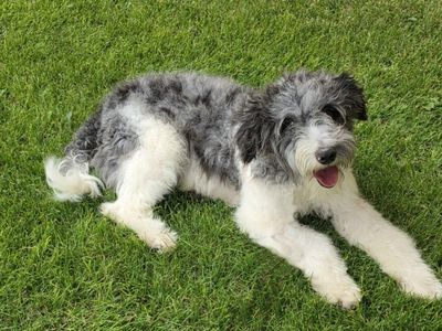 Bordoodle (Border Collie X Poodle)