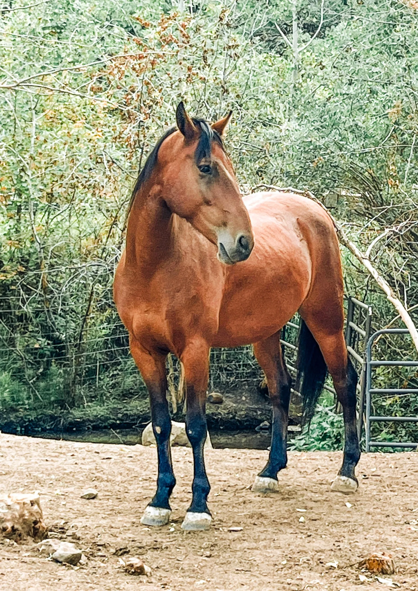 4 Year Old Bay Gelding With Solid Foundation & A Lot Of Heart