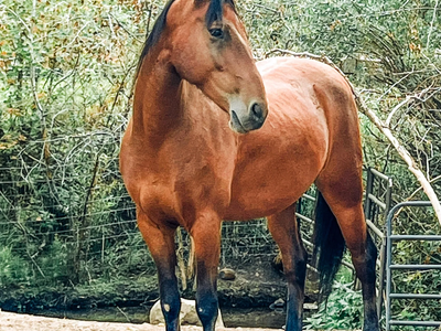 4 Year Old Bay Gelding With Solid Foundation & A Lot Of Heart