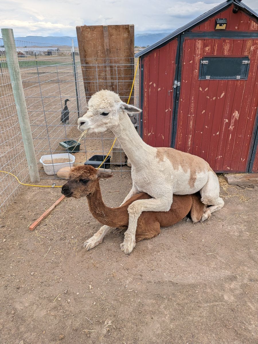 Proven Male Alpaca Stud. Registered. DNA Tested.