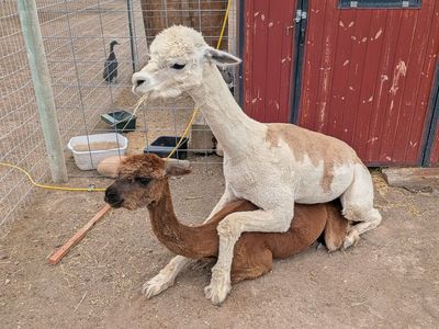Proven Male Alpaca Stud. Registered. DNA Tested.