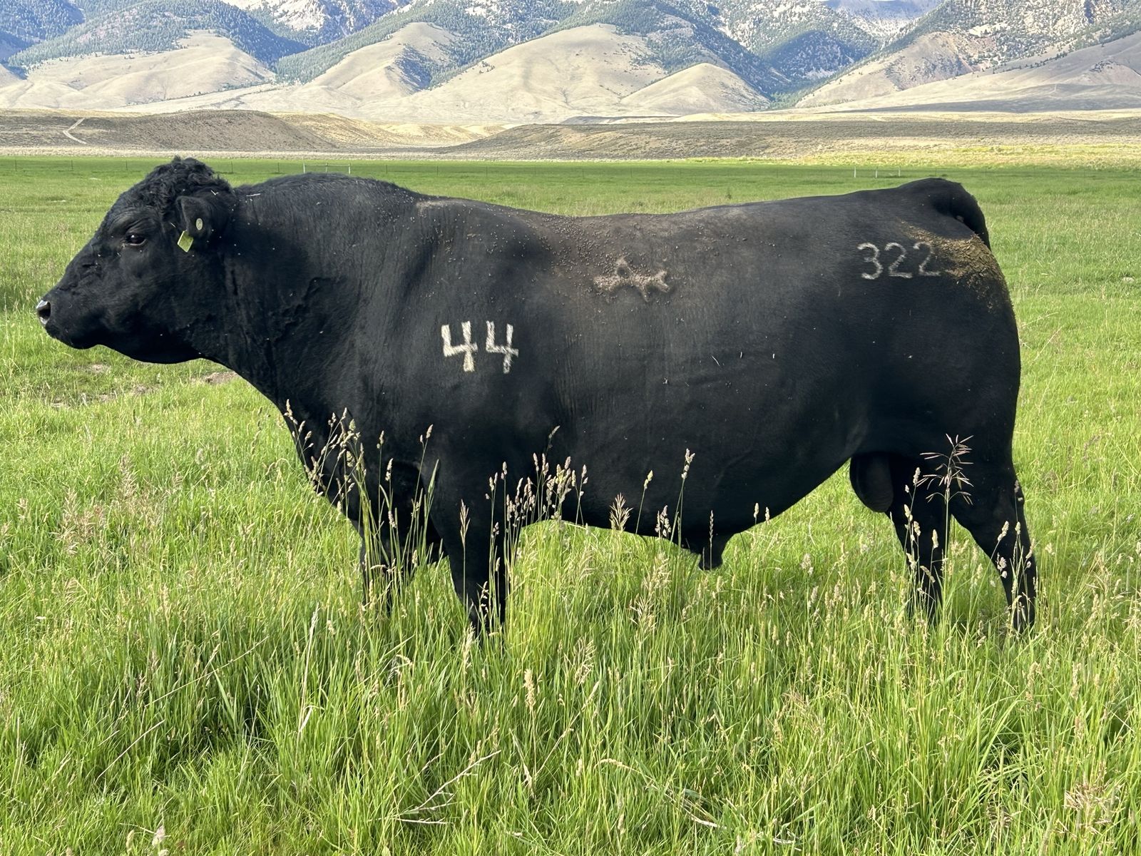 Registered Black Angus Bull
