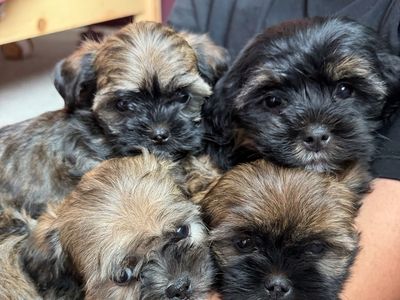 SPRING SHORKIE PUPS!