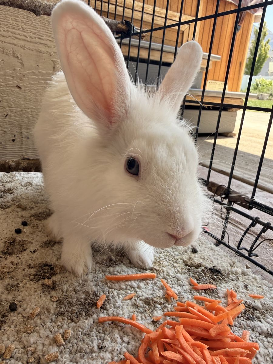 Bunny need gone 