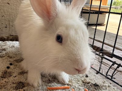 Bunny need gone