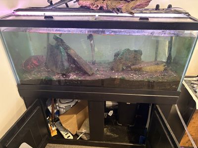 75 Gallon Fish Tank and Base Setup