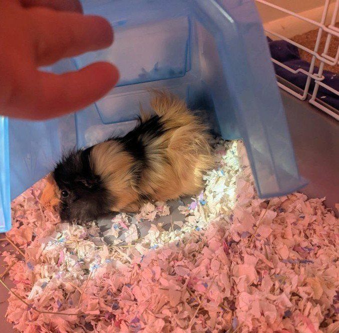 Guinea Pigs