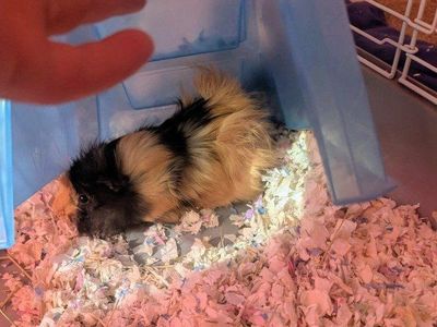 Guinea Pigs