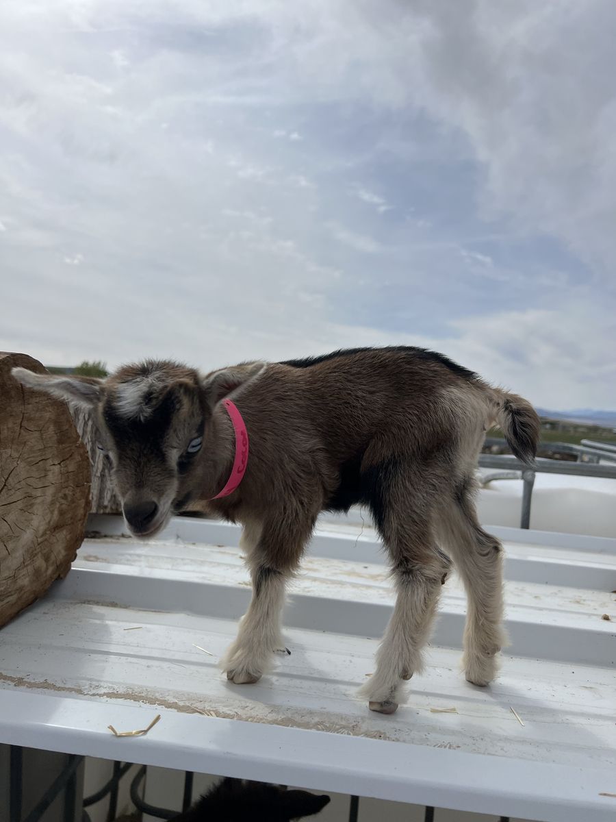 Blue Eyed Nigerian Dwarf Doeling