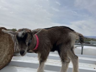 Blue Eyed Nigerian Dwarf Doeling